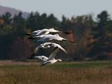 Snow Geese 003